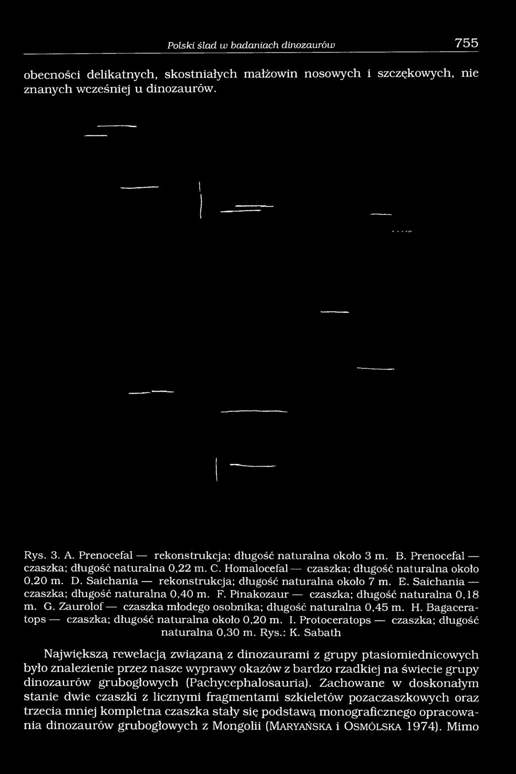 Saichania rekonstrukcja; długość naturalna około 7 m. E. Saichania czaszka; długość naturalna 0,40 m. F. Pinakozaur czaszka; długość naturalna 0,18 m. G.
