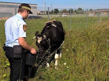prawidłowego pozbywania się odpadów z gospodarstw domowych. Śmieci takie przeważnie trafiały na nielegalne wysypiska, ale były też spalane w piecach.