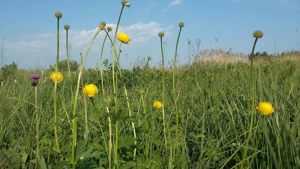 Fot. 2. Pełnik europejski Trollius europaeus.