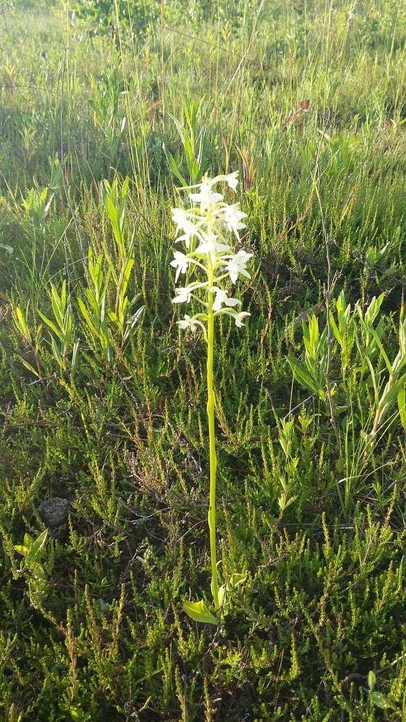 2018). Fot. 3. Podkolan biały Platanthera bifolia.