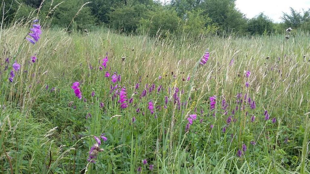 5. Krwiściąg lekarski Sanquisorba officinalis i mieczyk