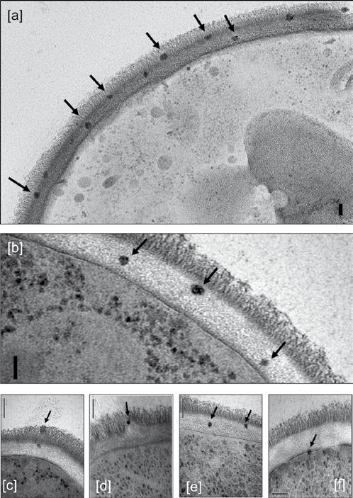 WRyc. W 3. Mechanizm działania liposomalnej postaci amfoterycyny B [według 10].