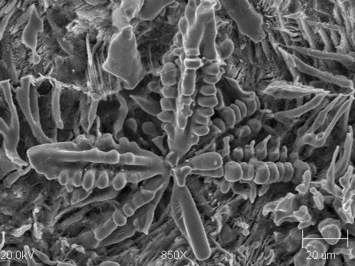 Microstructure of the aqua regia etched specimens (SEM): (a) eutectic grains; (b) eutectic grain; (c) primary carbides; (d) vanadium carbides in the form of