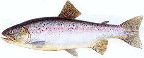 Karp 17 000 20 000 ton