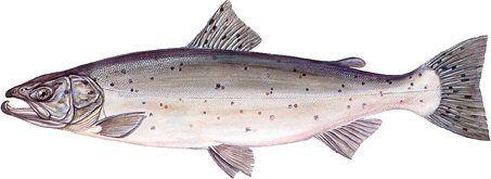 1 000 ton Tilapia 300 1