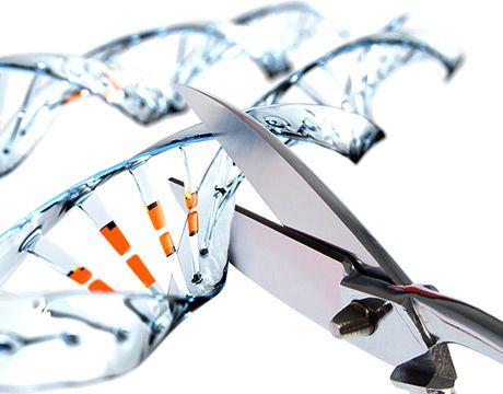 Innowacje biotechnologiczne Selekcja genetyczna + technologia CRISPR HODOWLA = SELEKCJA!