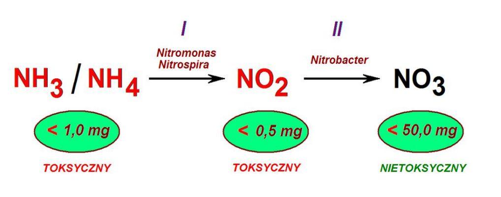 Niuanse Idea biofiltracji Istotą biofiltracji jest redukcja szkodliwych frakcji azotowych, Szkodliwość amoniaku, azotynów czy azotanów zależy od wrażliwości gatunku i parametrów fizykochemicznych