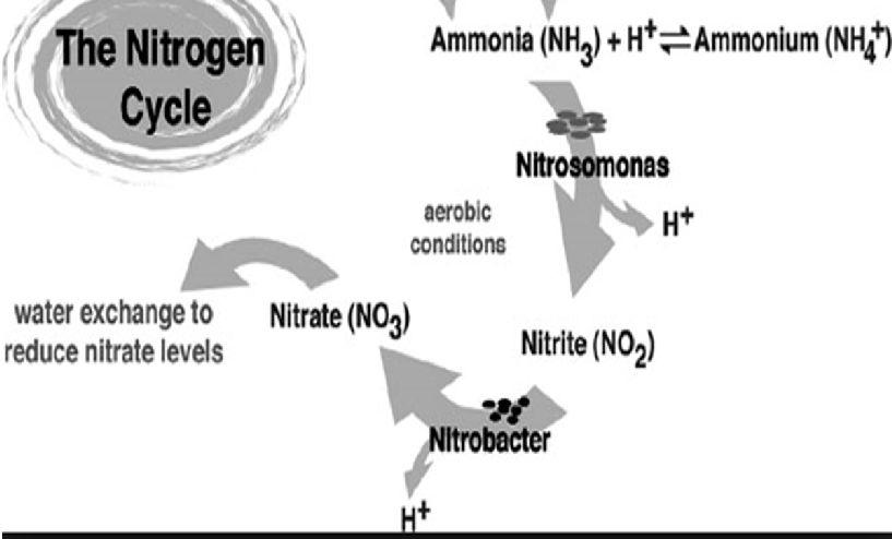 + 1,5 O2- + H2O = NO-2 + 2H+ + H2O +352 kj NO-2 +0,5 O2 = NO3- +73 kj W procesie nitryfikacji efektem ubocznym jest wolny jon H+ Reaguje on z