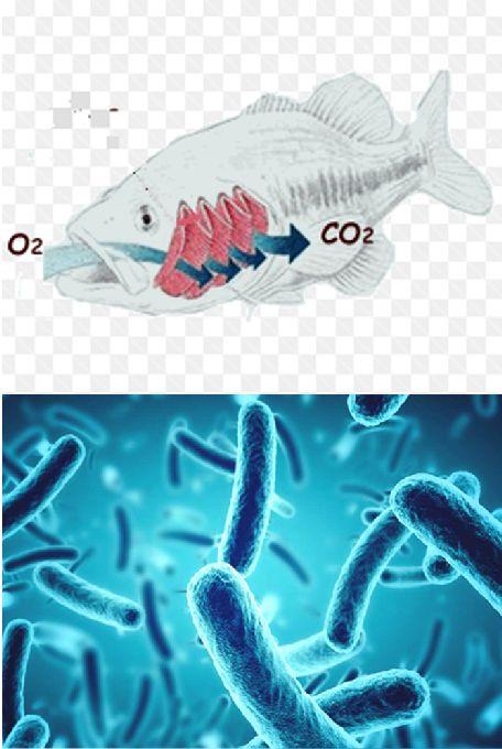 ph w praktyce 6-8pH Wysoka wartość CO2 - wymiana gazowa obniża wartość ph, Procesy nitryfikacji obniżają ph, Aby zwiększyć ph dodajemy do wody m.in.