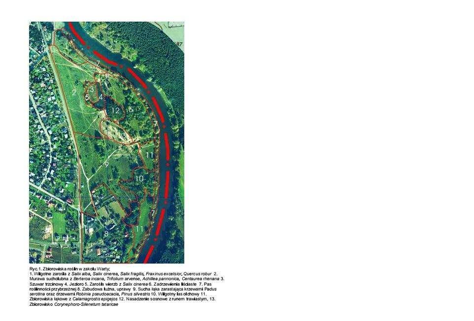 Na terenie zakola Warty obowiązują ograniczenia związane z obszarem Natura 2000 Dokonano inwentaryzacji zieleni w