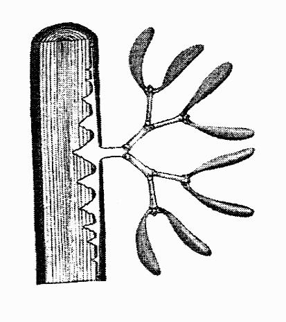 Zadanie 19. Rysunek przedstawia fragment gałęzi drzewa z jemiołą.