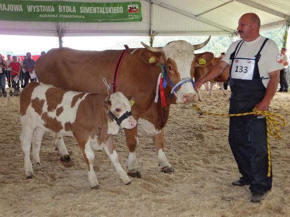 Wystawy zwierząt hodowlanych Superczempion jałówka Mola hod. Z.