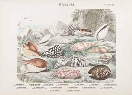 1 Marian Bąkowski, Marian Łomnicki "Mięczaki", tablica 74 litografia barwna/papier, 34 x 27 cm "Historya naturalna państwa zwierzęcego"