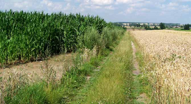 trzoda chlewna Udział zbóż w mieszankach paszowych dla świń jest znaczacy i waha się w granicach 50-80% go też mają zastosowanie przede wszystkim w żywieniu starszych świń.