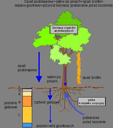 Zjawisko intercepcji roślin Intercepcja proces zatrzymywania wody opadowej przez rośliny lub obiekty abiotyczne