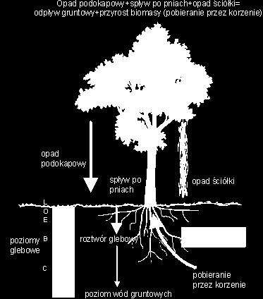 Im więcej roślinności i im więcej pięter zbiorowości roślinnej, tym więcej wody jest zatrzymywane i nie dochodzi