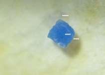 20 % przeanalizowanych ryb: Fragment plastiku (,1,7 mm) znaleziony w skrzelach dorsza Fot.