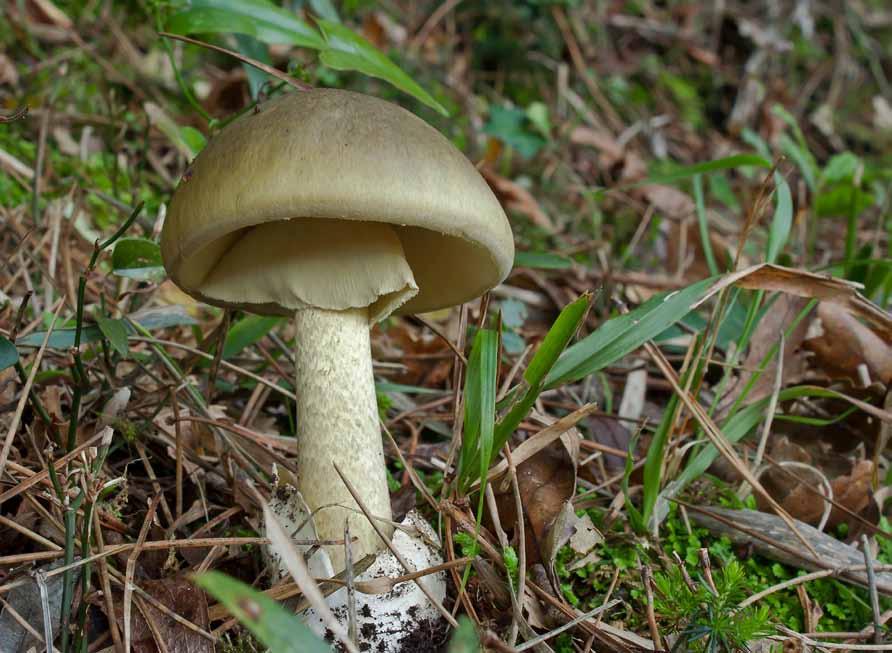 9 Muchomor zielonawy sromotnikowy (Amanita phalloides) Występuje od lipca do października.