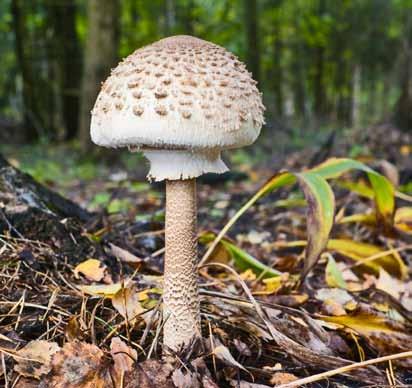 Kapelusz w kształcie parasola, o dużej średnicy od 10 do nawet 30 cm.