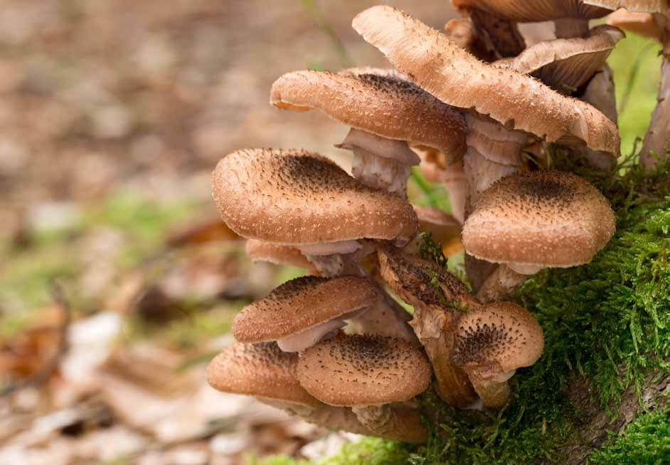 14 Opieńka miodowa (Armillaria mellea) Kapelusz ma od 3 do 13 cm średnicy, a trzon nawet 18 cm wysokości.