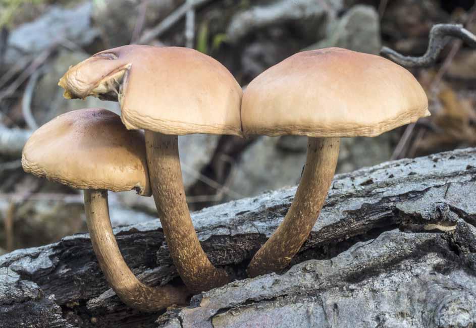 15 Maślanka wiązkowa (Hypholoma fasciculare) Rośnie od późnej wiosny