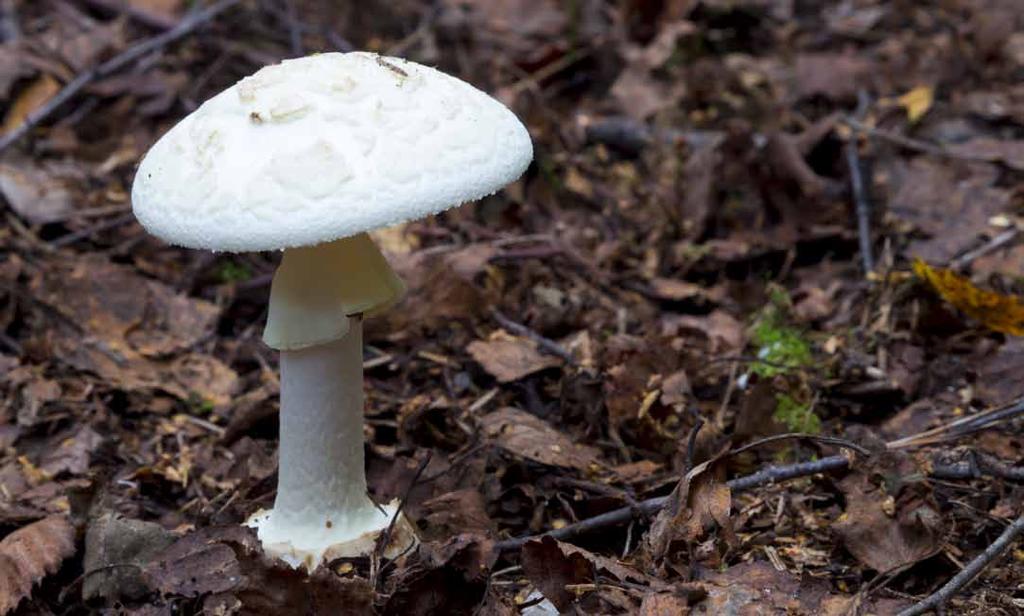 18 Muchomor wiosenny (Amanita verna) Jego kapelusz osiąga nawet 10 cm