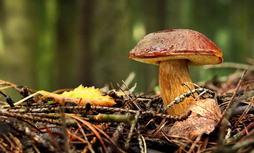 2 Bezpieczne grzybobranie Wyruszając na poszukiwanie grzybów należy pamiętać o najważniejszych zasadach: Należy zbierać jedynie takie grzyby, które znamy i wiemy, że są jadalne.