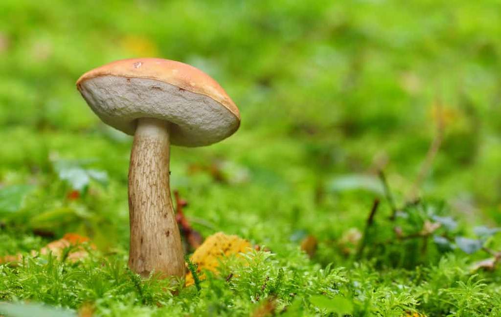 4 Goryczak żółciowy (Tylopilus felleus) Kapelusz ma półkolisty, który w