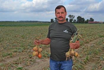 udział cebul w kalibrze 60 80 mm i większym W gospodarstwie Gilles a Klompe cebulę uprawia się od dziesięcioleci. Gilles sam uprawia ją od 17 lat. Obecnie działa w spółce Klompe i Van de Linde.