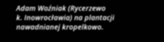 SV4774NW plonująca 130t/ha!