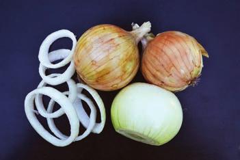 mrożenie wysoka odporność (HR) na fuzaryjną zgniliznę cebuli (Fusarium oxydosporum f.