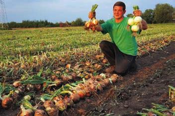 oraz umiarkowana na fuzaryjną zgniliznę cebuli (Fusarium oxyspo