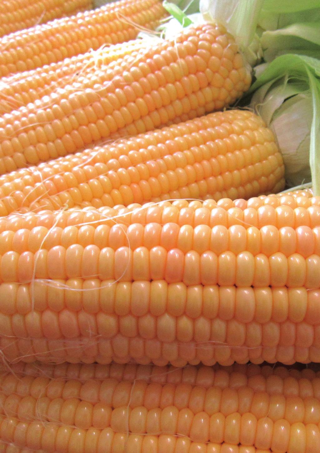 Seminis będąc częścią koncernu Monsanto, dysponuje najnowocześniejszą technologią molekularną przyśpieszającą znacznie prace hodowlane nad nowymi odmianami kukurydzy cukrowej.
