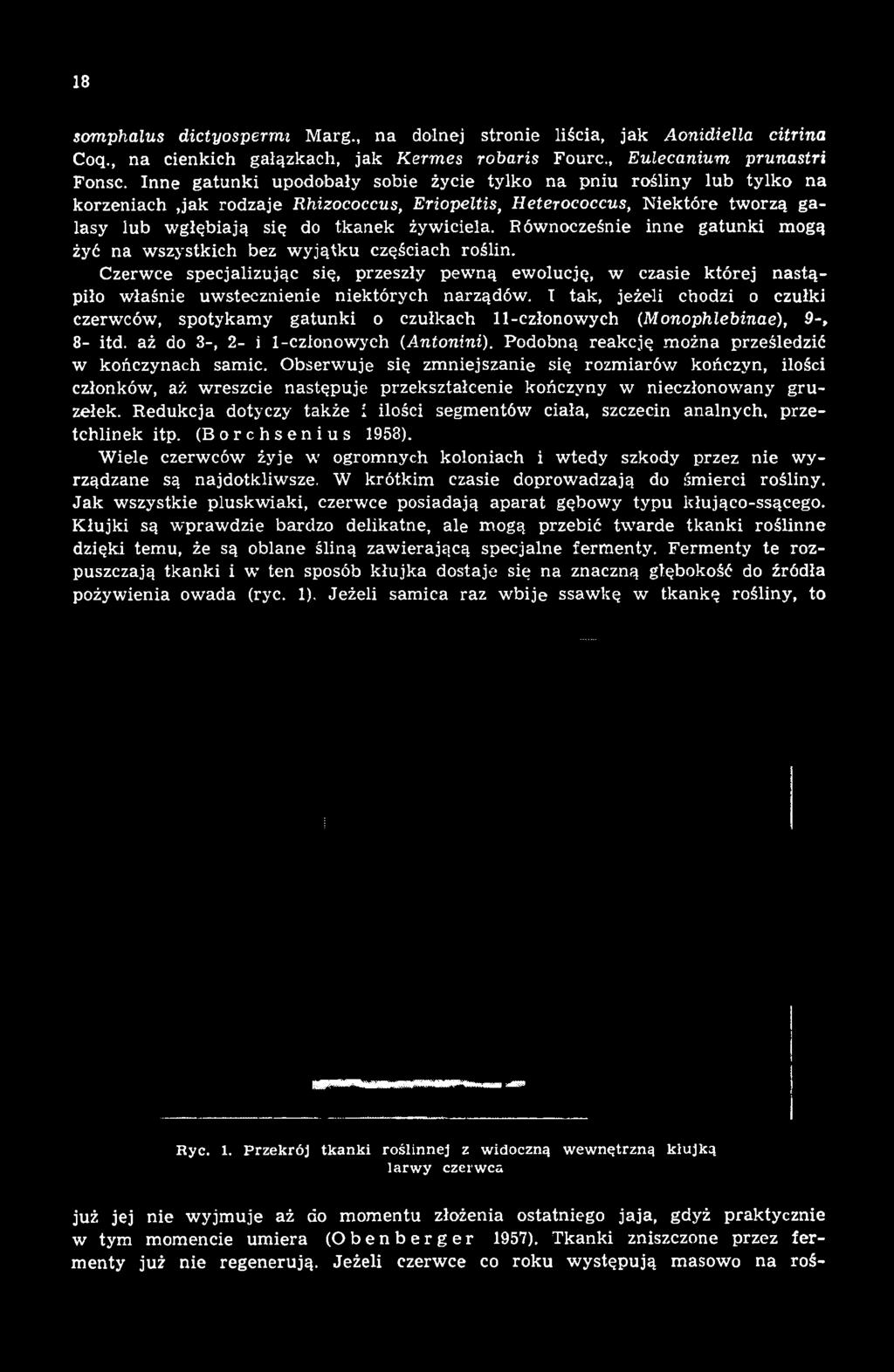 Podobną reakcję można prześledzić w kończynach samic. Obserwuje się zmniejszanie się rozmiarów kończyn, ilości członków, aż wreszcie następuje przekształcenie kończyny w nieczlonowany gruzełek.