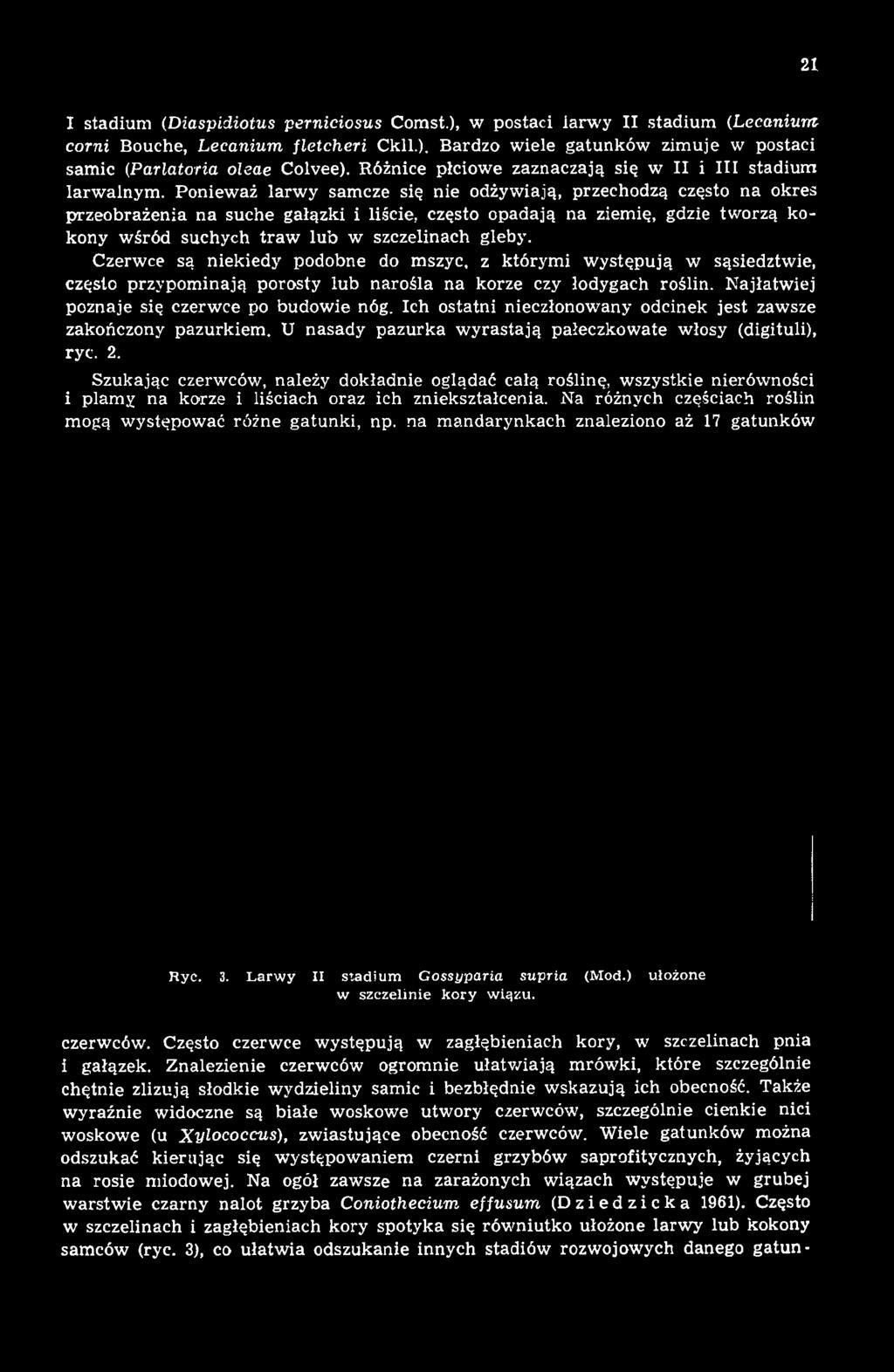 Ich ostatni nieczłonowany odcinek jest zawsze zakończony pazurkiem. U nasady pazurka wyrastają pałeczkowate włosy (digituli), ryc. 2.