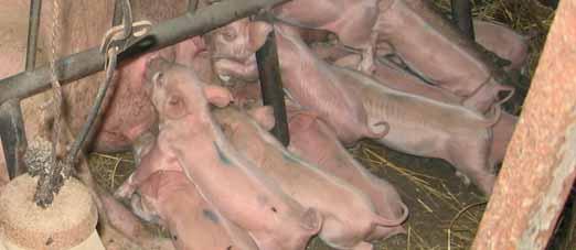 Pasze rzepakowe w ż ywieniu zwierzą t że na przyrost 1 kg masy ciała potrzeba około 0,6 kg śruty rzepakowej lub 0,8 kg makuchu rzepakowego, na produkcję 1 tucznika potrzeba: przyrost masy ciała od 45
