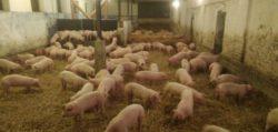 .pl antybiotyków leczniczych, mniejsze dzienne przyrosty masy ciała. Te czynniki wpłynęły na wzrost kosztów produkcji.