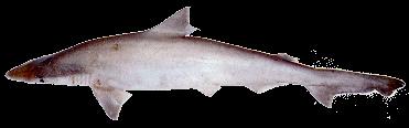 Rekiny Rekin białolicy Dość typowy, średniej wielkości