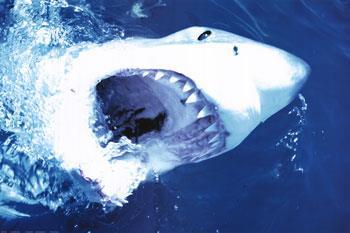Żarłacz biały (Carcharodon carcharias) Największy rekin żarłacz Długość do 6.4 m, waga do 3312 kg. Ulubiony pokarm dorosłych rekinów: foki i uchatki, które atakuje z głębin.
