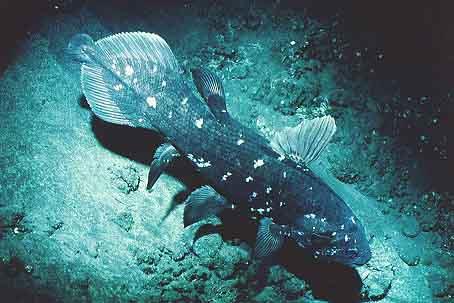 Do ryb dwudysznych należy 5 gatunków, w tym prapłetwiec (Protopterus annectens), który żyje w Afryce, prapłaziec (Lepidosiren paradoxa ) z dorzecza Amazonki i rogoząb australijski (Neoceratodus