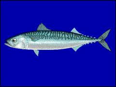 Tuńczyki i makrele są rybami drapieżnymi.
