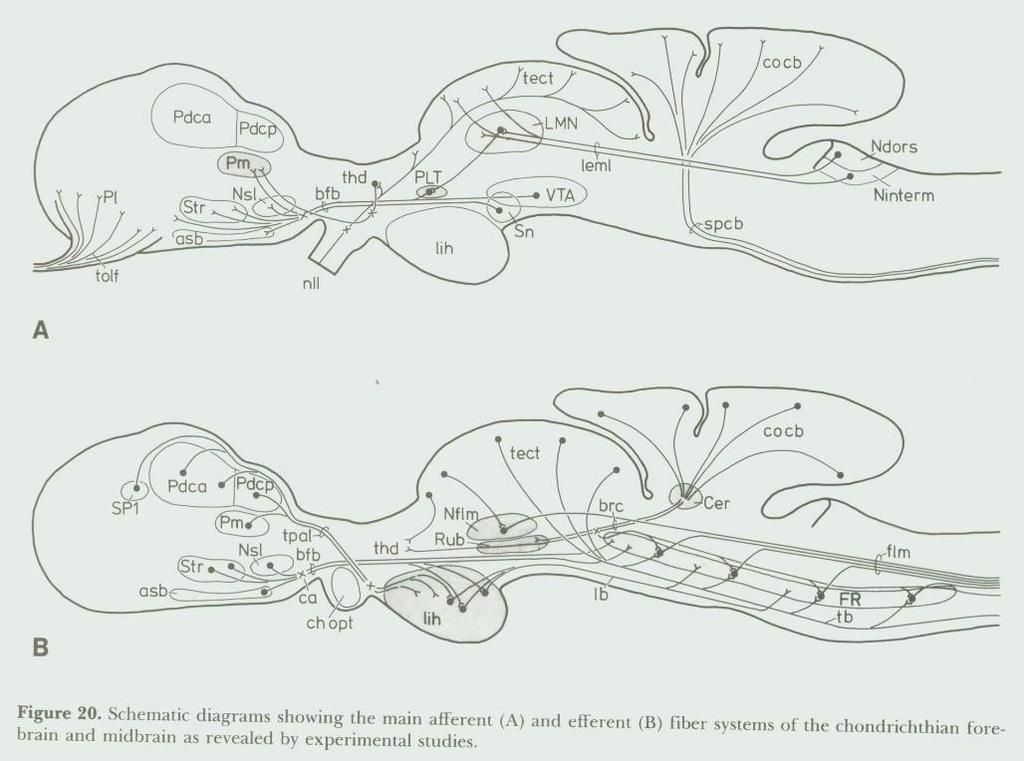 Prototyp układu nerwowego kręgowców. Lancetnik (strunowiec, ale nie kręgowiec) i rekin (kręgowiec). U lancetnika przednią częścią mózgu jest nieparzysty pęcherzyk węchowy.