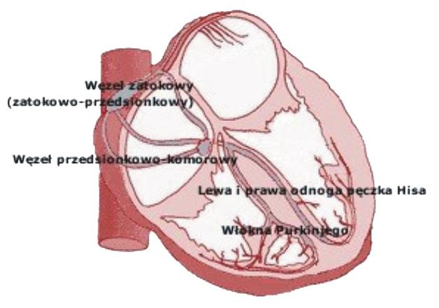 2. Zaburzenia pracy układu bodźcotwórczo przewodzącego serca (nadrzędny ośrodek układu bodźco-przewodzącego serca), a impulsy w nim powstałe rozchodzą się do przedsionków i następnie przez węzeł