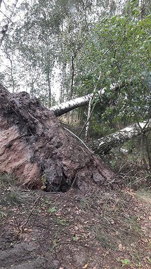 Dokumenty do wniosku: Oświadczenie o wysokości dochodów członków rodziny ucznia (rodziców, opiekunów prawnych/rodziców zastępczych, opiekunów faktycznych i innych osób wchodzących w skład wspólnego