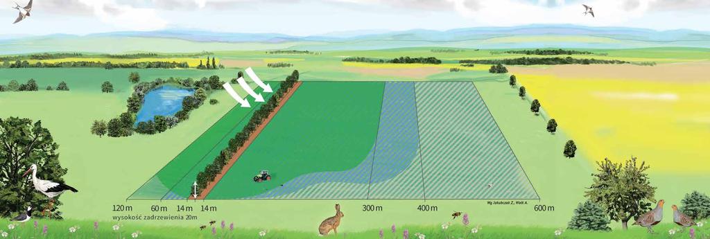 Znaczenie zadrzewień, miedz, pasów roślinności w adaptacji do zmian klimatu Funkcje zadrzewień W przeszłości zadrzewienia tworzono głownie w celach produkcyjnych: drewna, paszy dla zwierząt, owoców i