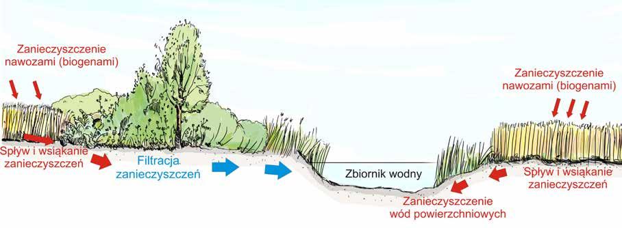 Czy wiesz, że zadrzewienia śródpolne: