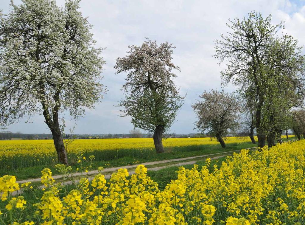 Bioróżnorodność Zadrzewienia przydrożne i śródpolne stanowią miejsce występowania i bazę