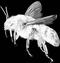 Zadrzewienia stanowią bazę pokarmową dla pszczół i trzmieli Trzmiel ziemny Owoce bzu