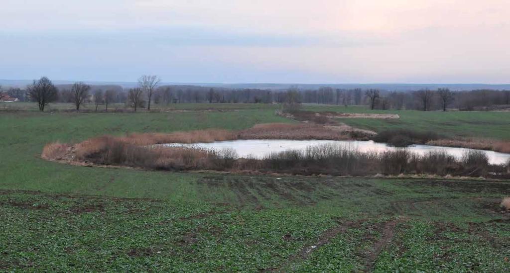 glebę, Korzenie drzew wzmacniają strukturę gleby i jest ona bardziej zasobna w materię organiczną, dzięki czemu posiada większą pojemność wodną, Obecność zadrzewień powoduje obniżenie temperatury