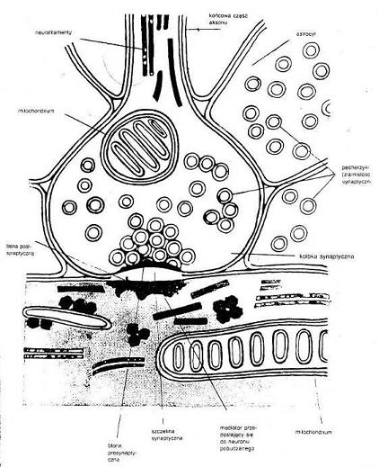 Synapsy Sygnał elektryczny dociera do synapsy, tam w pęcherzykach synaptycznych znajduje się neuroprzekaźnik.